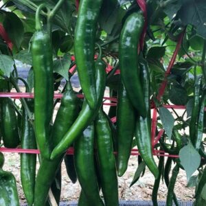 Chilli – LJ0010