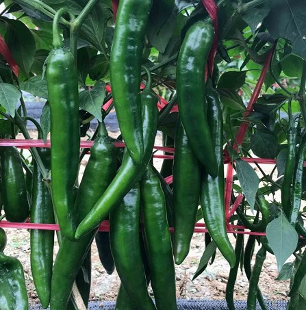 Chilli – LJ0010