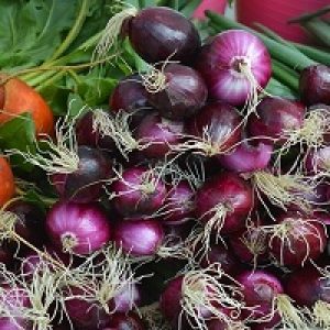 Onion RC – Red Italy