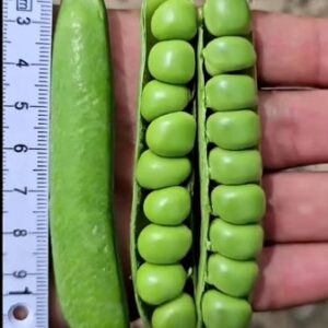 Pea – YD00030