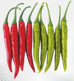 Albeli-333