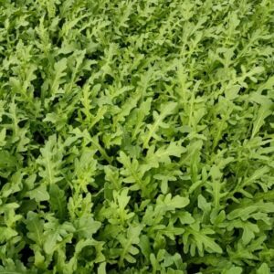 Arugula – HS STRIKE ROCKET
