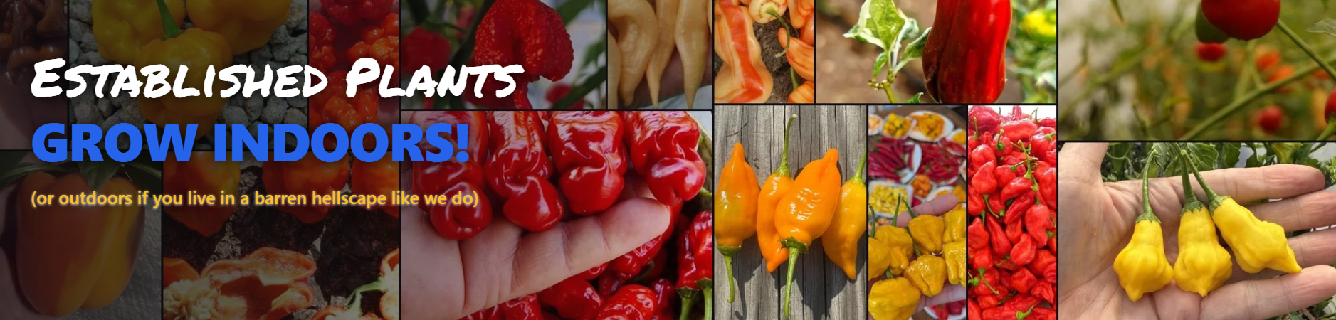Austin Peppers