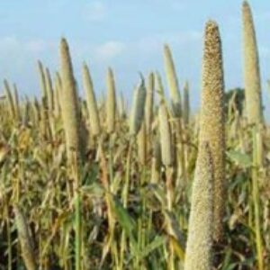 Pearl Millet – HY. BAJARA