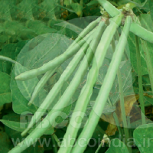 Beans Cowpea Gomati