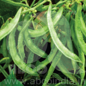 Dolichos Bean Konkan Bhushan