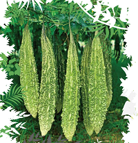 Gourd Seeds Bangladesh Update January 23, 2023