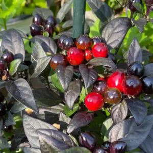 Black Pearl – Live Pepper Plant