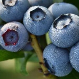 Blueberry – Vaccinium corymbosum L.