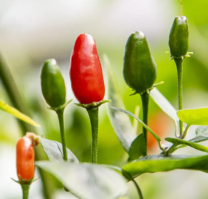 C. Chacoense Bolivia – Live Pepper Plant