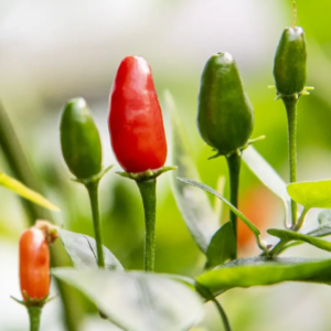 C. Chacoense Bolivia – Live Pepper Plant