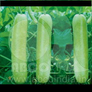 Bottle Gourd P.N.