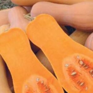 Butternut Squash – FB-CALIFORNIAN BUTTERNUT F1
