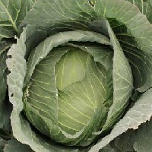 Cabbage CB 1020