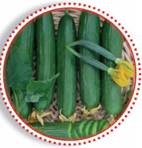 CC-HY100019 – Cucumber
