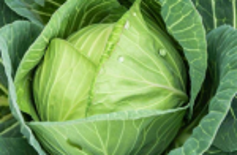 Cabbage Seeds Germany Update March 13, 2025