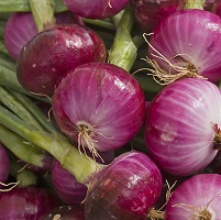 Onion Seeds Red Canada Update