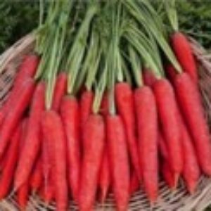 Carrot – BIO RED