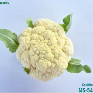 Cauliflower MS-5442