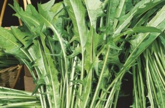 Chicory Seeds Spain Update February 3, 2026