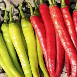 Chili Pepper – TORAL F1