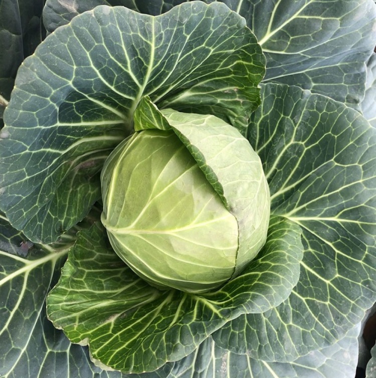 Cabbage Seeds China Update Vegetable Seeds