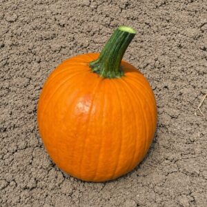 Pumpkin – CHUCKY F1