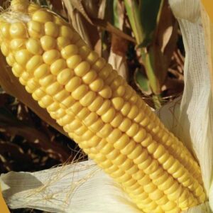 Sweet Corn – 2020 F1