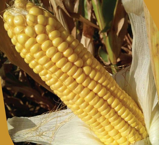 Sweet Corn – 2020 F1
