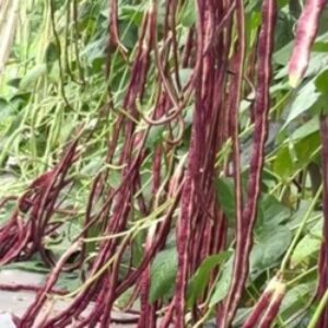 Cowpea – JD0004 (Purple-Skinned)