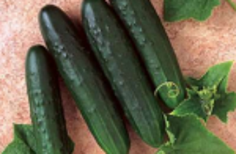 Cucumber Seeds Germany Update Jan 9, 2025