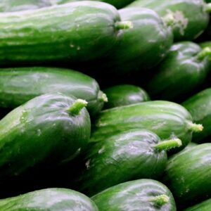 Cucumber – BURPLESS (Treated)
