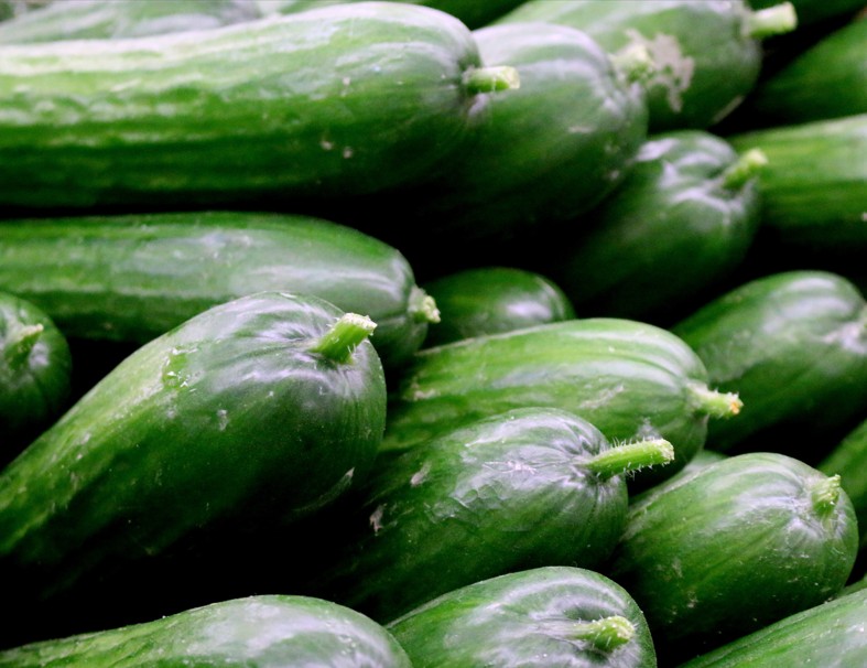 Cucumber – BURPLESS (Treated)
