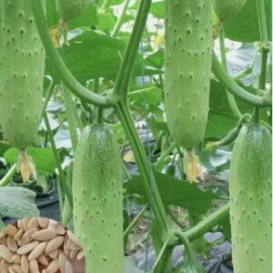 Cucumber – HG0008