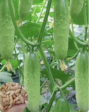 Cucumber – HG0008