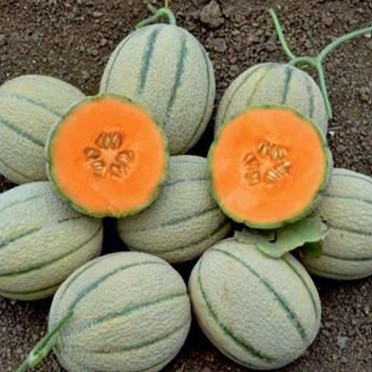 Muskmelon – DHRUVA (Italian Cantaloupe)