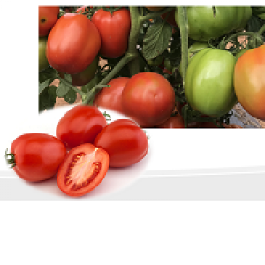 Tomato DURUM