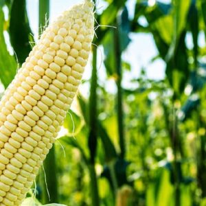 White Maize – Decora Diamond