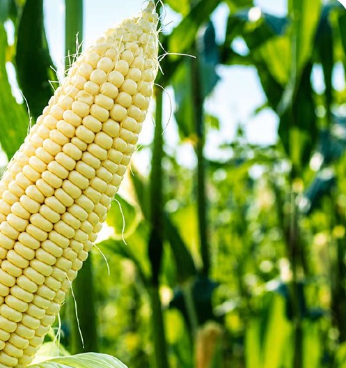 White Maize – Decora Diamond