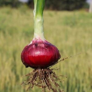 Onion – Decora Red Gold