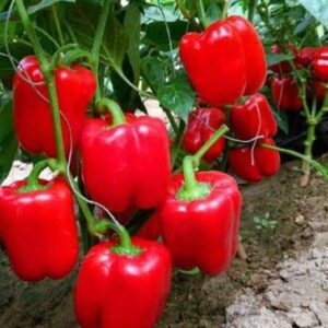 Sweet Pepper – Decora 108