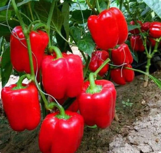 Sweet Pepper – Decora 108
