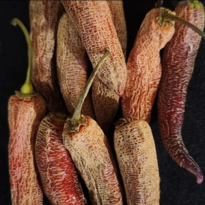 Dream Catcher x Farmers Market Jalapeno – Live Pepper Plant