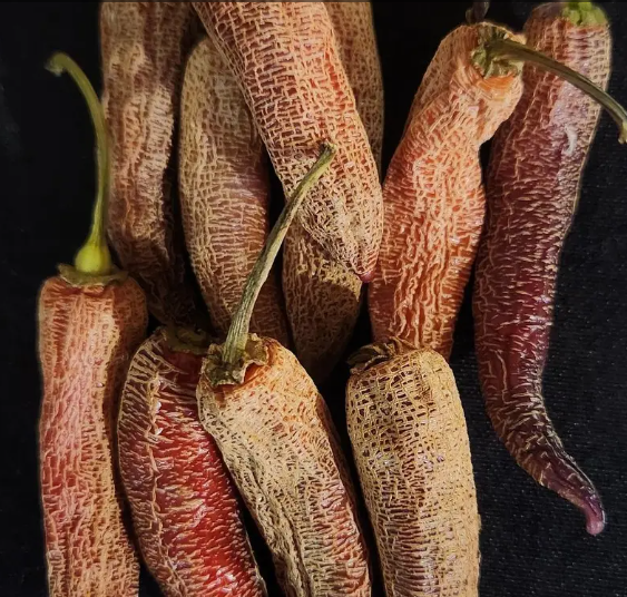 Dream Catcher x Farmers Market Jalapeno – Live Pepper Plant