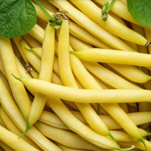 Dwarf Green Bean – BERGGOLD