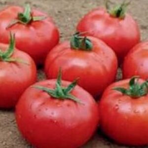 Tomato – FB-MADHAV F1