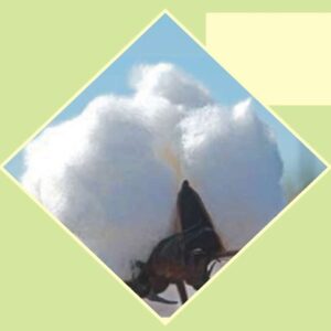 Cotton – GF 2 (Bt)