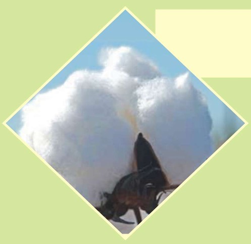 Cotton – GF 2 (Bt)