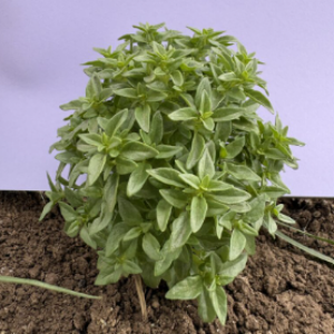 Greek Basil