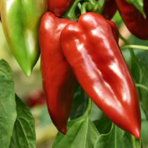 Green Field F1 – Sweet Pepper